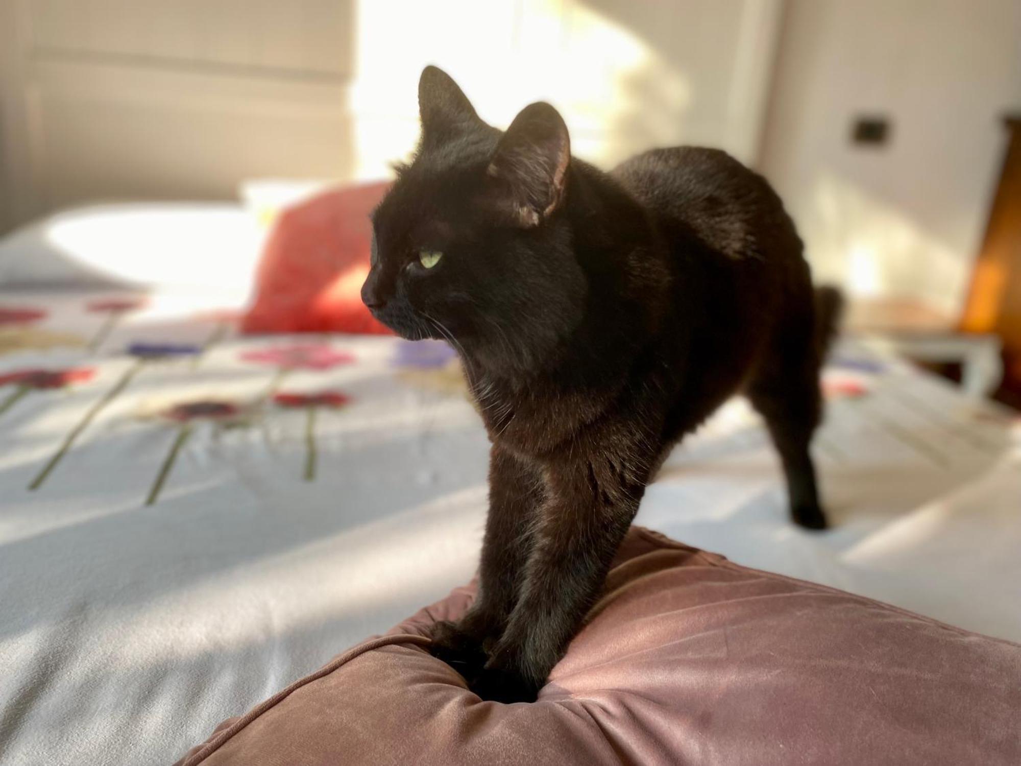 Bed and Breakfast The Luxory Cat Milano Esterno foto
