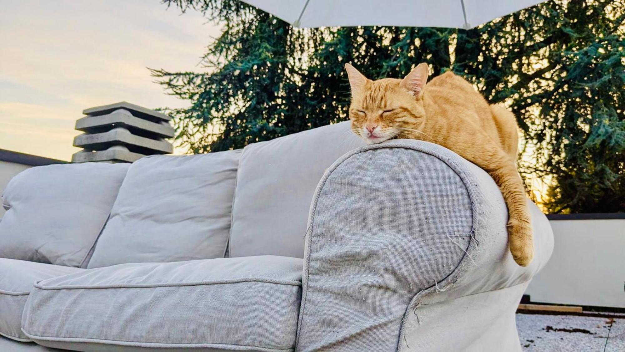 Bed and Breakfast The Luxory Cat Milano Esterno foto